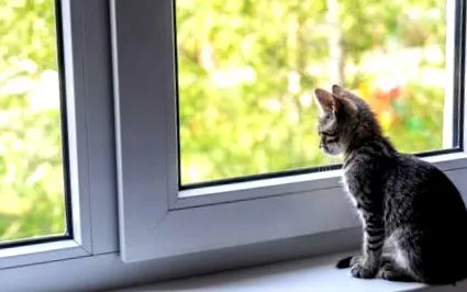 котки