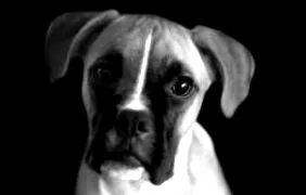 boxer