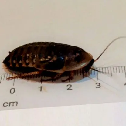 cucaracha dubia