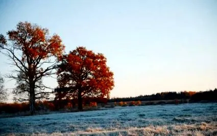 legjobb áron