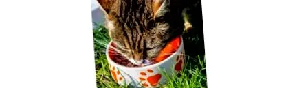 котки