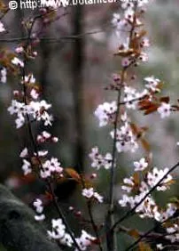tavaszi