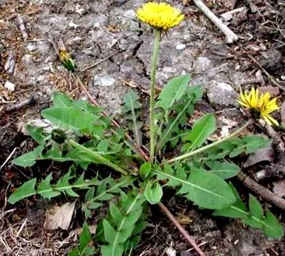 taraxacum