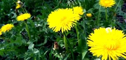Taraxacum Officinale
