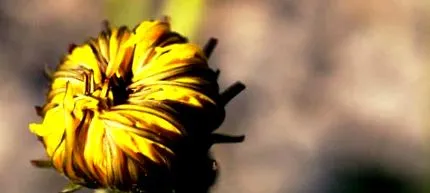 Taraxacum Officinale