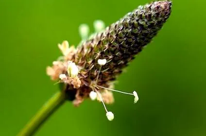 plantain