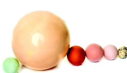 tulajdonságai