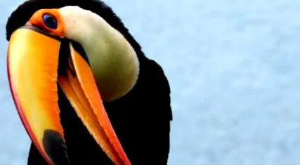какво