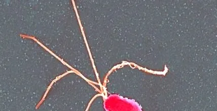 helicobacter