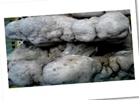 бульбовим