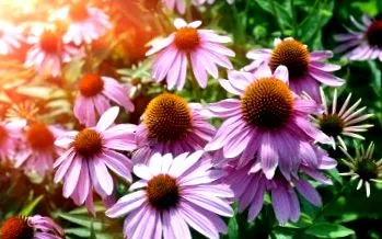 echinacea