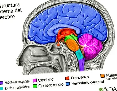 enciklopédia