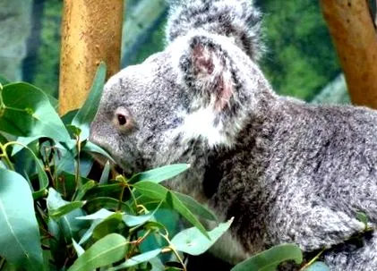 koalákkal