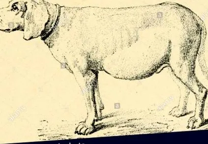 betegségek