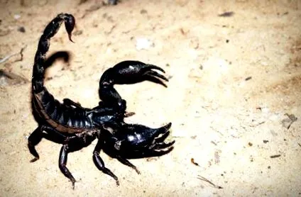 scorpion