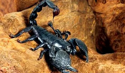 jellemzői BioEncyclopedia