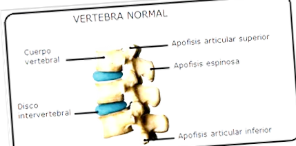 гръбначния стълб