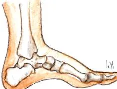 hallux