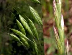 gramineae