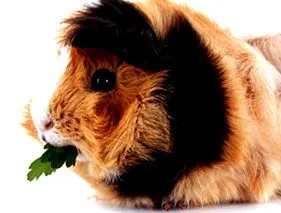 egzotikus