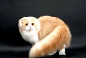 гъста