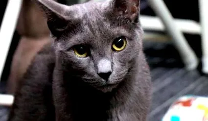 красива