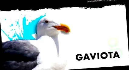 táplálék
