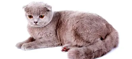 характер