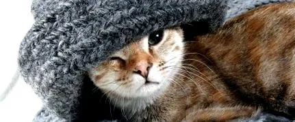 котешки