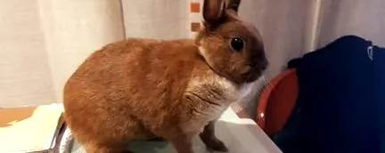 nyúl