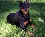 pinscher