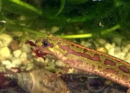 infotortuga