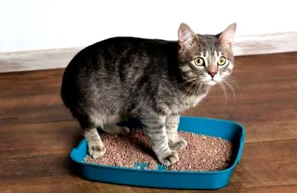 котки