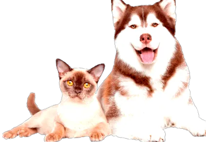 котки