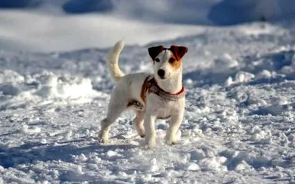 животно