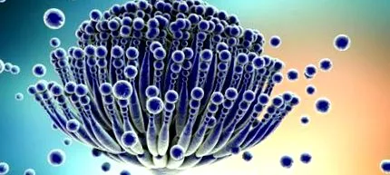 mycotoxins