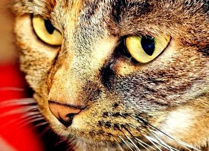 които