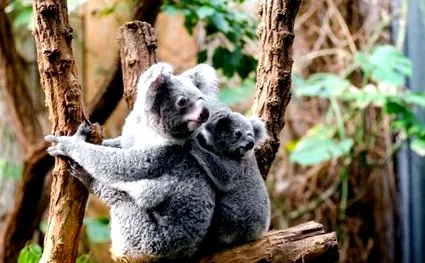 koala