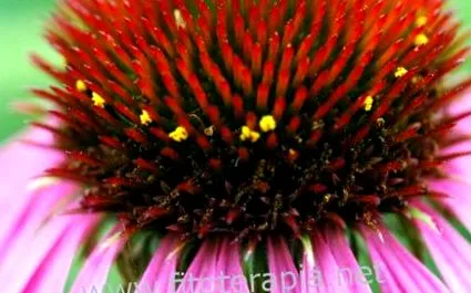 echinacea
