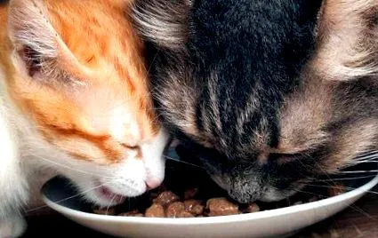 котка