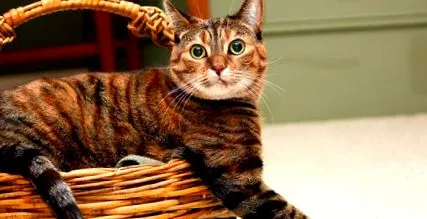 purina