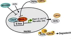 biol