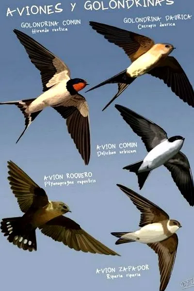 птици