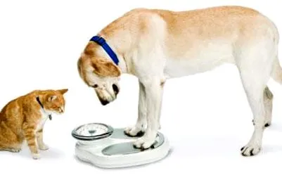 burgos
