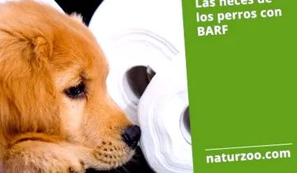barf-tal