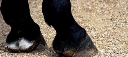 laminitis
