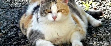 elhízás