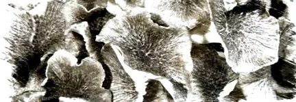 mikoterápia