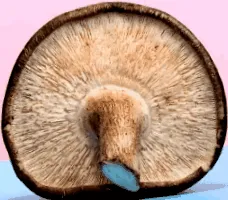 gomba