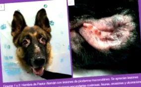 mucocutan